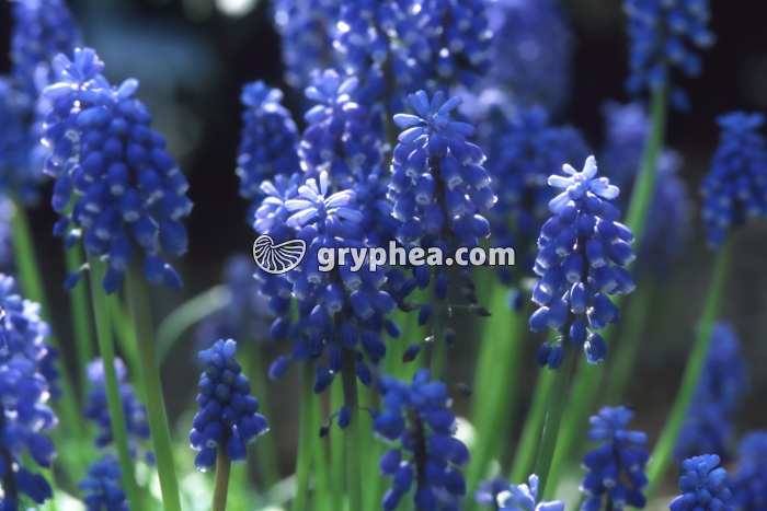 Muscari (Muscari armeniacum) - Fleurs - gryphea.com